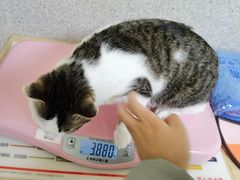 -谐和贝康宠物医院24小时·宠保定点(急重症转诊中心)