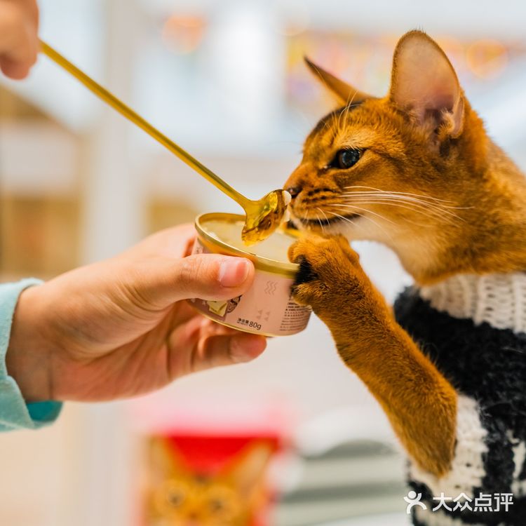 萌翻了！500m²的「猫咪游乐园」，30+只喵rua到手软！