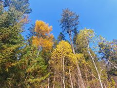 -五营红松林海景区