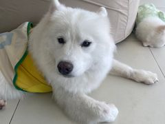 -怪兽屋·羊驼·猫咖·狗咖(俊华广场店)