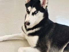 -共舞时光猫咖·狗咖(新街口店)