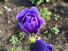 iphone_upload_pic-上海鲜花港