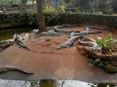 -海南热带野生动植物园