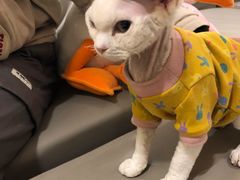 -猫腻·猫咖·撸猫馆(星光大道店)
