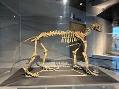 -北京周口店北京人遗址博物馆