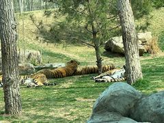 -北京野生动物园