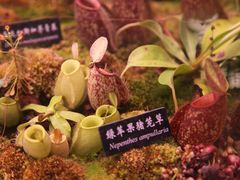 -中国科学院西双版纳热带植物园