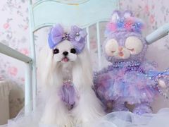 -萌宠之家·腊肠犬·马尔泰·小体犬舍