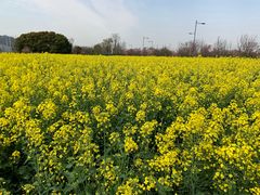 -田园东方蜜桃村的田野营地