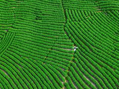 -帐篷客·溪龙茶谷度假酒店