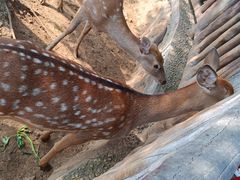 -石家庄市动物园