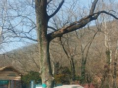 -南京老山国家森林公园