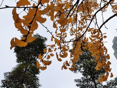 -成都市活水公园