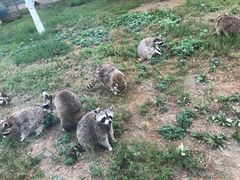 -秦皇岛野生动物园