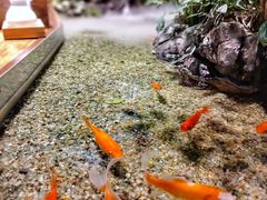 -森味薪火烧•烧鸟居酒屋•日本料理(望京店)