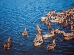 -野鸭湖国家湿地公园