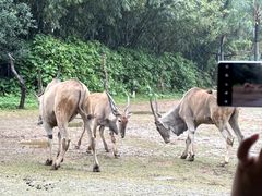 -广州长隆野生动物世界