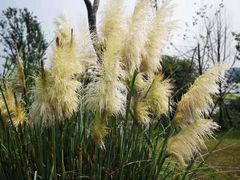 -白鹭湾湿地公园