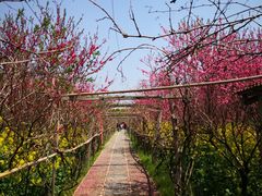 -南汇桃花村