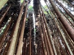 -武陵山森林公园