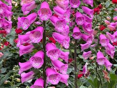 -人民公园(罗湖区)