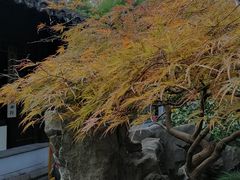 -秋霞圃