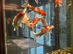 -浩运·海鲜青岛菜·海胆水饺(石老人店)