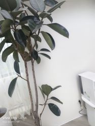 -HEYAN荷妍专业脱毛连锁机构