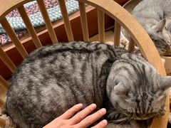 -猫友咖啡店(玉林西路店)