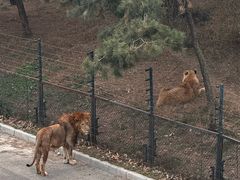 -大连森林动物园