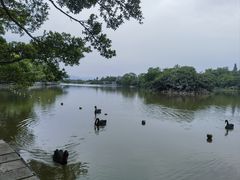 -江心屿景区