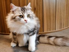 -飞行喵MR PILOT|猫舍·猫咖(静安大融城店)