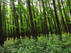 -上海共青森林公园