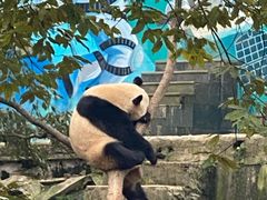 -中国大熊猫保护研究中心雅安碧峰峡基地