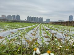 -光明小镇欢乐田园