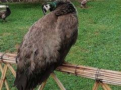 -昆明动物园