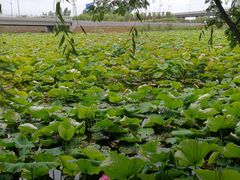 -荷塘月色湿地公园·向阳花洲