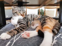 -平行世界·猫咖(首经贸店)