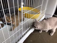 -艾贝尔宠物医院·24H转诊中心·肿瘤猫专科(江宁双龙店)