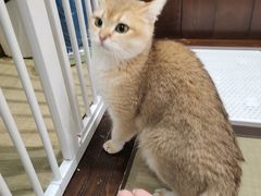 -逗柴咖啡屋·狗咖猫咖宠物桌游