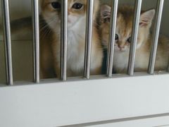 -东方名猫馆·英短金渐层布偶猫舍(环线广场1号楼店)