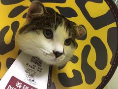 -特一安24小时宠物医院·骨科·中兽医