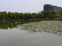 -南翔镇银翔湖公园