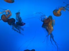 -太平洋海底世界