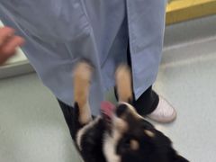 -汪喵宠物医院·骨科心脏影像·犬猫急重症ICU诊疗中心(成华分院)