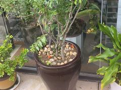 -茶油香闽南菜(前埔店)