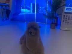 -Blue Concept Cafe&Farm·關於藍