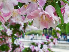 -海棠花溪(元大都城垣遗址公园)
