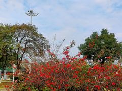 -飞来湖湿地公园