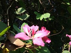 -重庆彩云湖湿地公园